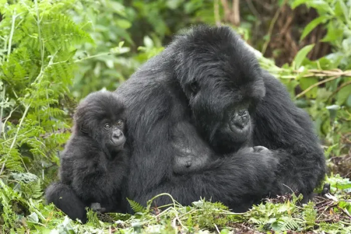 Framed Print : Africa, Rwanda, Volcanoes National Park, mountain gorilla, Gorilla beringei beringei Framed Print : Africa, Rwanda, Volcanoes National Park, mountain gorilla, Gorilla beringei beringei