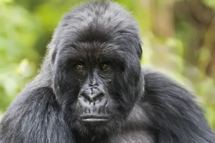 Framed Print : Africa, Rwanda, Volcanoes National Park, mountain gorilla, Gorilla beringei beringei Framed Print : Africa, Rwanda, Volcanoes National Park, mountain gorilla, Gorilla beringei beringei