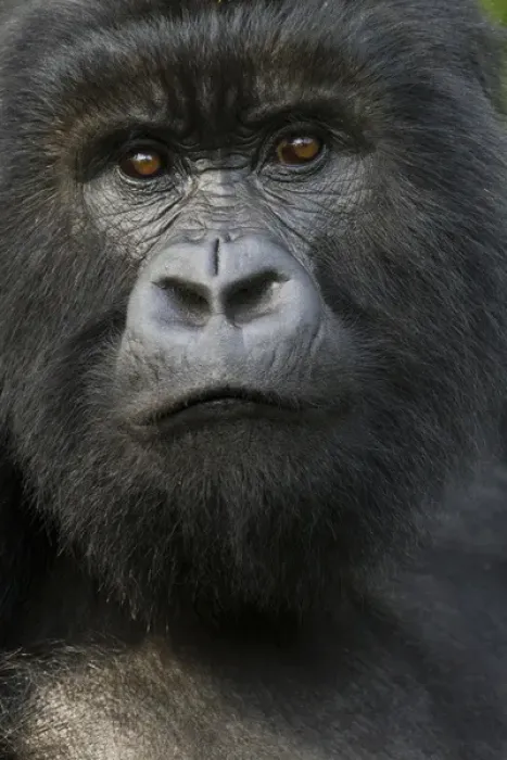 Framed Print : Africa, Rwanda, Volcanoes National Park, Mountain Gorilla, Gorilla gorilla beringei Framed Print : Africa, Rwanda, Volcanoes National Park, Mountain Gorilla, Gorilla gorilla beringei
