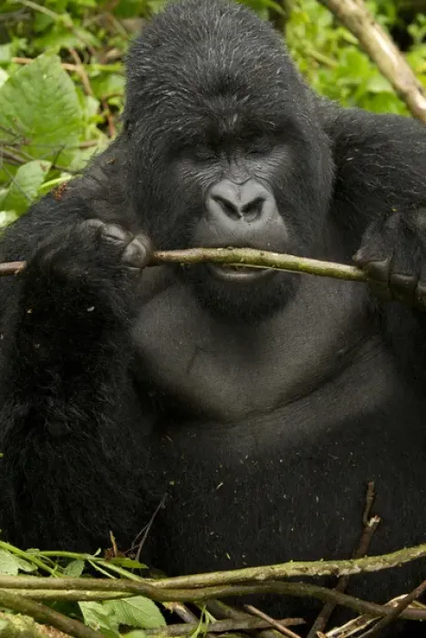 Framed Print : Africa, Rwanda, Volcanoes National Park, Mountain Gorilla, Gorilla gorilla beringei Framed Print : Africa, Rwanda, Volcanoes National Park, Mountain Gorilla, Gorilla gorilla beringei