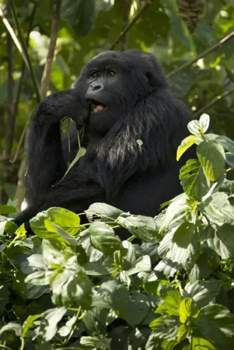 Framed Print : Africa, Rwanda, Volcanoes National Park, Mountain Gorilla, Gorilla gorilla beringei
