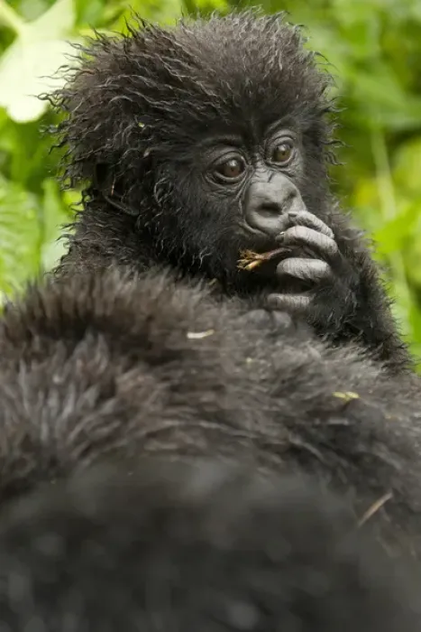 Framed Print : Africa, Rwanda, Volcanoes National Park, Mountain Gorilla, Gorilla gorilla beringei Framed Print : Africa, Rwanda, Volcanoes National Park, Mountain Gorilla, Gorilla gorilla beringei