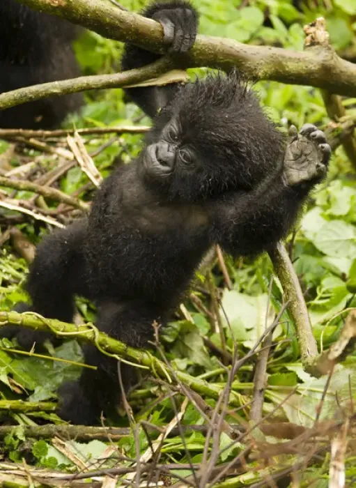 Framed Print : Africa, Rwanda, Volcanoes National Park, Mountain Gorilla, Gorilla gorilla beringei Framed Print : Africa, Rwanda, Volcanoes National Park, Mountain Gorilla, Gorilla gorilla beringei
