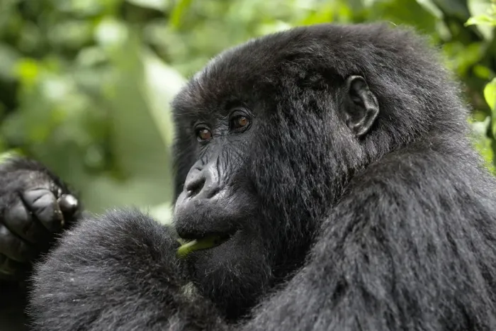 Framed Print : Africa, Rwanda, Volcanoes National Park, mountain gorilla, Gorilla beringei beringei Framed Print : Africa, Rwanda, Volcanoes National Park, mountain gorilla, Gorilla beringei beringei