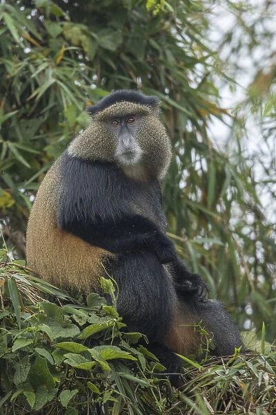 Africa, Rwanda, Volcanoes National Park, Golden Monkey (Cercopithecus kandti