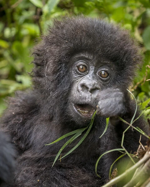 Africa, Rwanda, Volcanoes National Park, Baby Mountain Gorilla (Gorilla beringei beringei