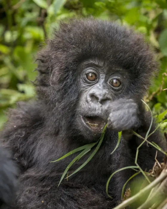 Framed Print : Africa, Rwanda, Volcanoes National Park, Baby Mountain Gorilla (Gorilla beringei beringei Framed Print : Africa, Rwanda, Volcanoes National Park, Baby Mountain Gorilla (Gorilla beringei beringei