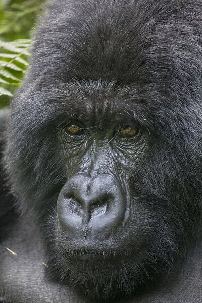 Africa, Rwanda, Volcanoes National Park, Close-up portrait of adult male Mountain Gorilla