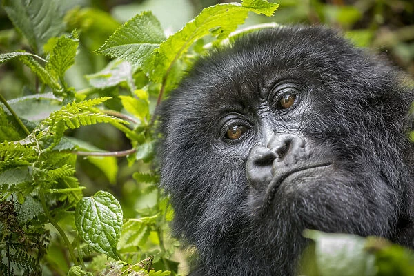Africa, Rwanda, Volcanoes National Park, Close-up portrait of adult Mountain Gorilla