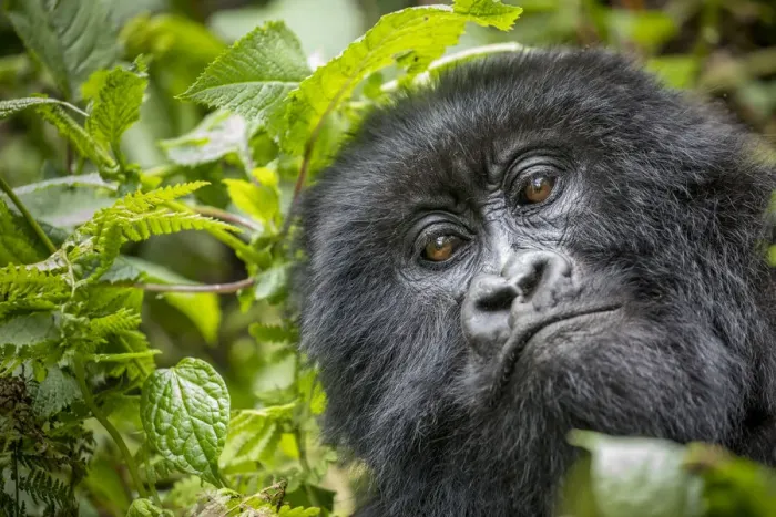 Framed Print : Africa, Rwanda, Volcanoes National Park, Close-up portrait of adult Mountain Gorilla Framed Print : Africa, Rwanda, Volcanoes National Park, Close-up portrait of adult Mountain Gorilla