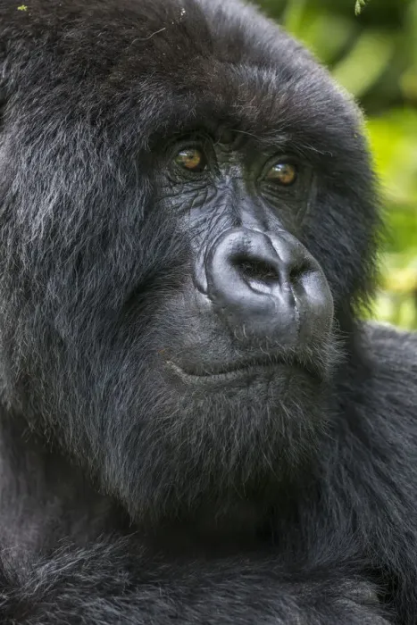 Framed Print : Africa, Rwanda, Volcanoes National Park, Close-up portrait of adult male Mountain Gorilla