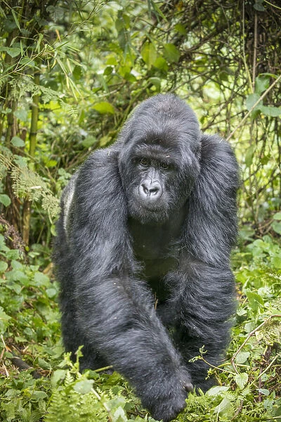 Africa, Rwanda, Volcanoes National Park, Mountain Gorilla Silverback Male