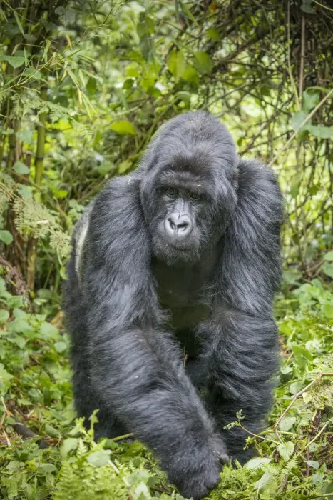 Framed Print : Africa, Rwanda, Volcanoes National Park, Mountain Gorilla Silverback Male Framed Print : Africa, Rwanda, Volcanoes National Park, Mountain Gorilla Silverback Male