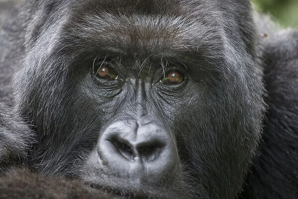Africa, Rwanda, Volcanoes National Park, Portrait of Mountain Gorilla