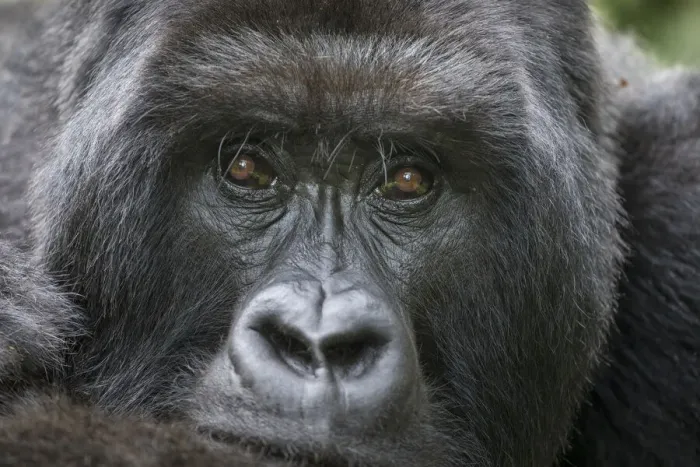 Framed Print : Africa, Rwanda, Volcanoes National Park, Portrait of Mountain Gorilla