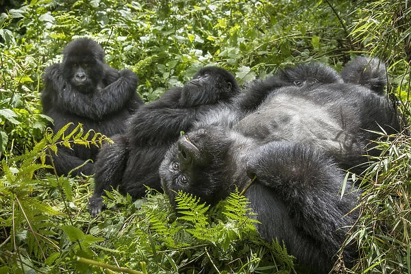 Africa, Rwanda, Volcanoes National Park, Mountain Gorillas (Gorilla beringei beringei