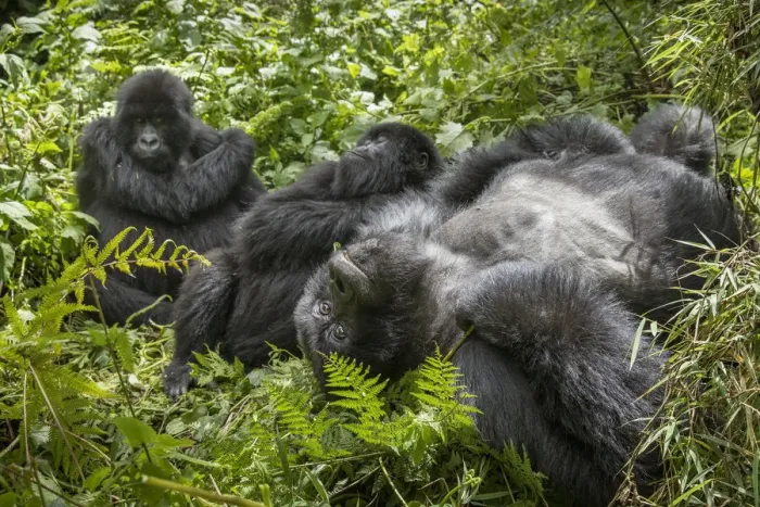 Framed Print : Africa, Rwanda, Volcanoes National Park, Mountain Gorillas (Gorilla beringei beringei Framed Print : Africa, Rwanda, Volcanoes National Park, Mountain Gorillas (Gorilla beringei beringei