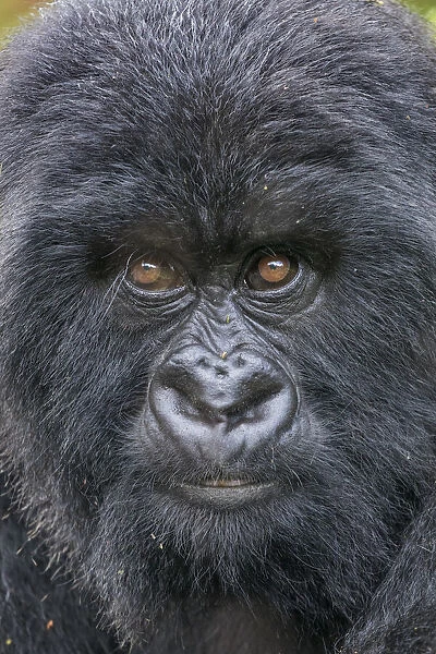 Africa, Rwanda, Volcanoes National Park, Close-up portrait of Mountain Gorilla