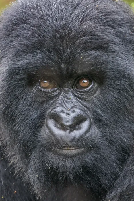 Framed Print : Africa, Rwanda, Volcanoes National Park, Close-up portrait of Mountain Gorilla