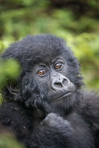 Africa, Rwanda, Volcanoes National Park, Portrait of Baby Mountain Gorilla