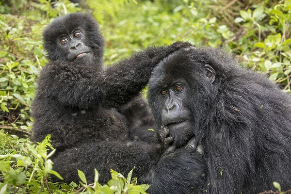 Africa, Rwanda, Volcanoes National Park, Young Mountain Gorilla
