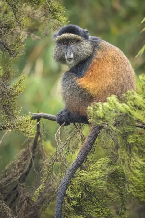 Framed Print : Africa, Rwanda, Volcanoes National Park, Golden Monkey (Cercopithecus kandti