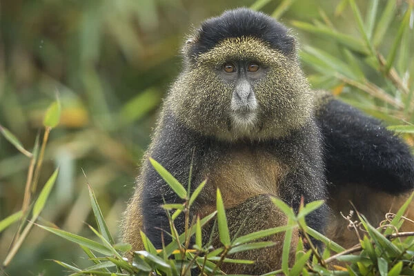 Africa, Rwanda, Volcanoes National Park, Golden Monkey (Cercopithecus kandti