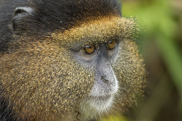 Africa, Rwanda, Volcanoes National Park, Close-up portrait of Golden Monkey