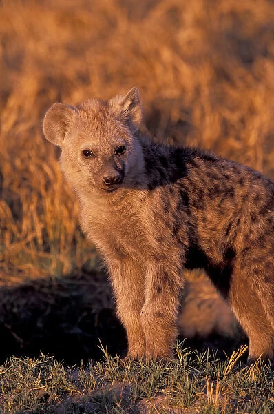 Africa, Safari, Hyena