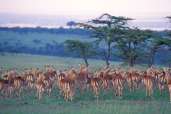 Africa, Safari, impala