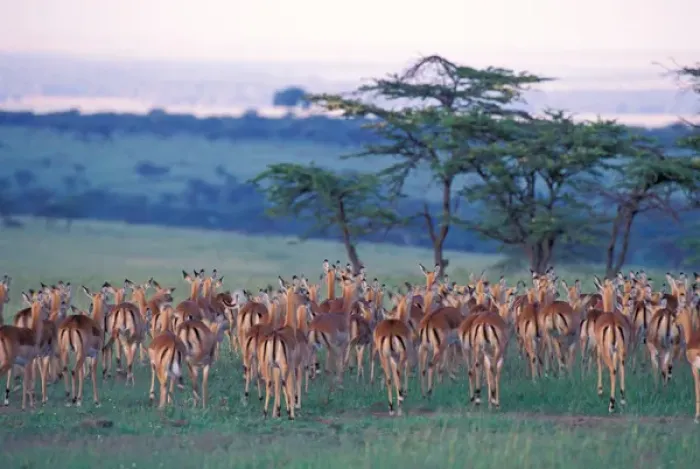 Framed Print : Africa, Safari, impala Framed Print : Africa, Safari, impala