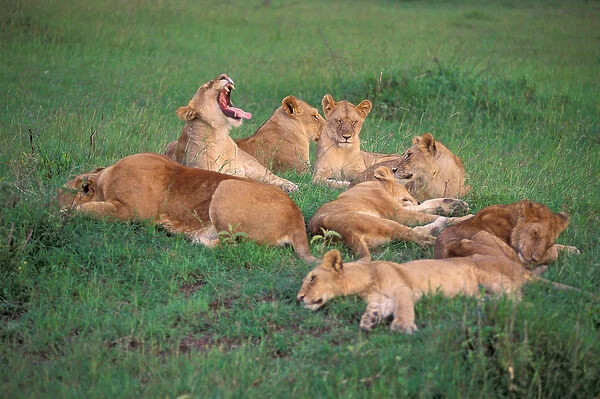 Africa, Safari, Lions