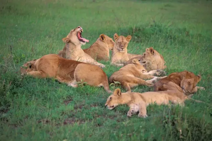 Framed Print : Africa, Safari, Lions