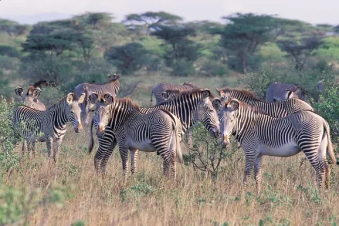 Framed Print : Africa, Safari, Zebra Framed Print : Africa, Safari, Zebra