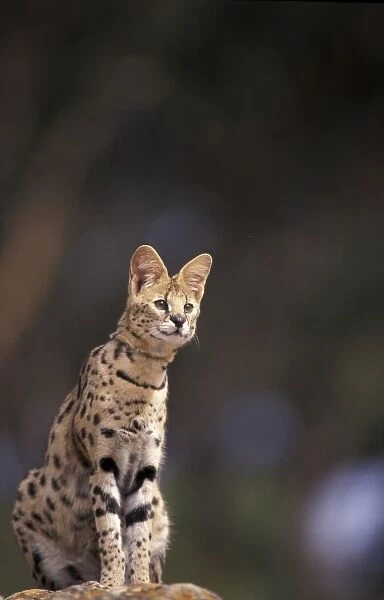 Africa. Serval (Felis serval), captive