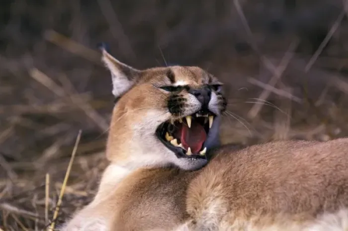 Framed Print : Africa. Snarling Caracal (Felis caracal) Framed Print : Africa. Snarling Caracal (Felis caracal)