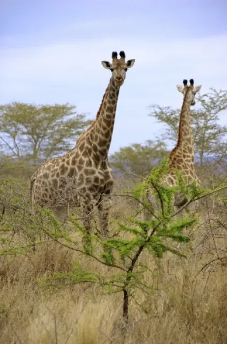 Framed Print : Africa, South Africa