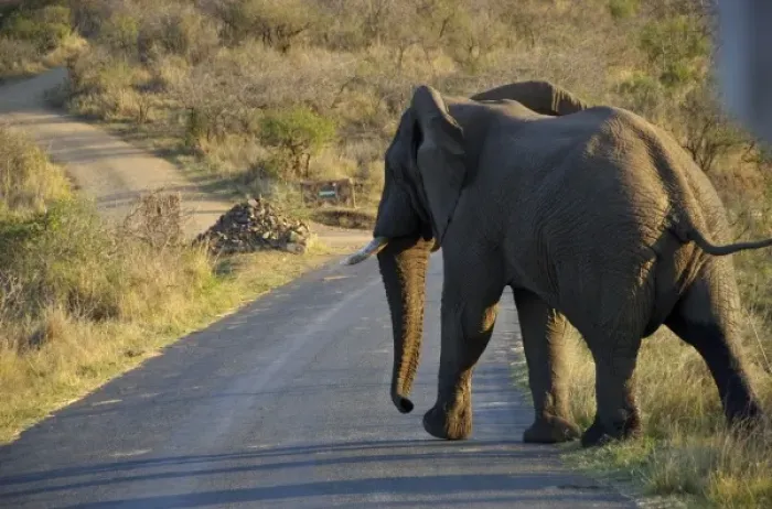 Framed Print : Africa, South Africa