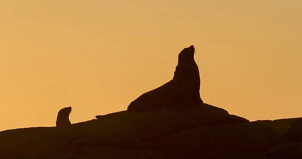 Africa, South Africa, Boulderbaai. Seal silhouetted against orange evening sky, near, South Africa