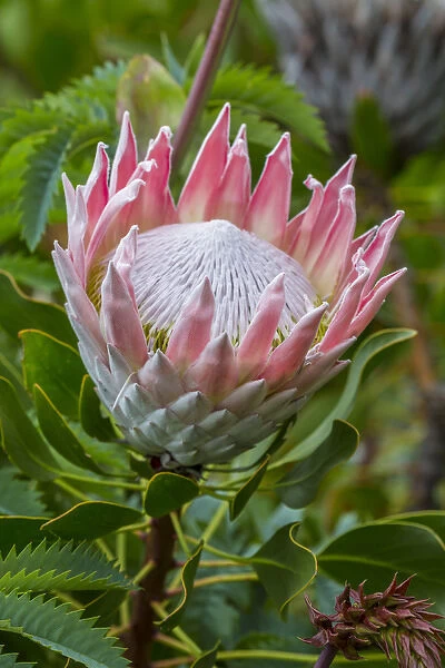 Africa, South Africa, Cape Town. King protea flower close-up