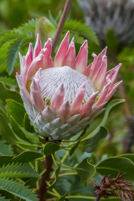 Framed Print : Africa, South Africa, Cape Town. King protea flower close-up