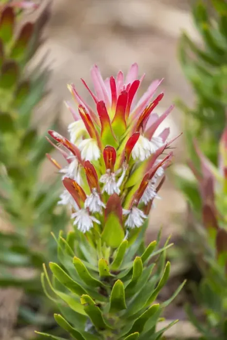 Framed Print : Africa, South Africa, Cape Town. Protea flower close-up Framed Print : Africa, South Africa, Cape Town. Protea flower close-up