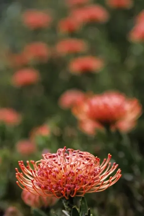 Framed Print : Africa, South Africa, Capetown. Pincushion Protea or Leucospermum flowers Framed Print : Africa, South Africa, Capetown. Pincushion Protea or Leucospermum flowers