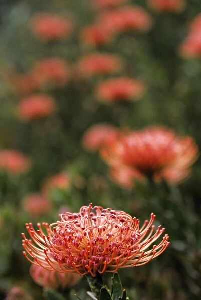 Africa, South Africa, Capetown. Pincushion Protea or Leucospermum flowers at the