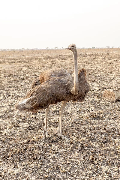 Africa, South Africa. Female ostrich in mating display