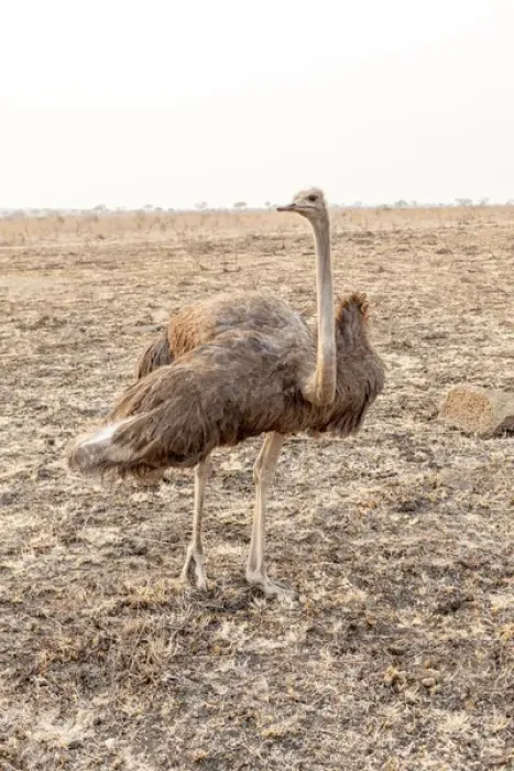 Framed Print : Africa, South Africa. Female ostrich in mating display Framed Print : Africa, South Africa. Female ostrich in mating display
