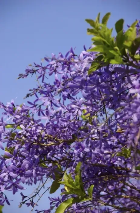 Framed Print : Africa, South Africa, Gauteng, Pretoria, Plumbago shrub in Union Buildings garden Framed Print : Africa, South Africa, Gauteng, Pretoria, Plumbago shrub in Union Buildings garden