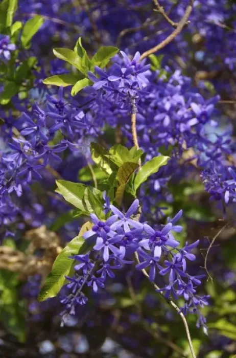 Framed Print : Africa, South Africa, Gauteng, Pretoria, Plumbago shrub in Union Buildings garden (RF)