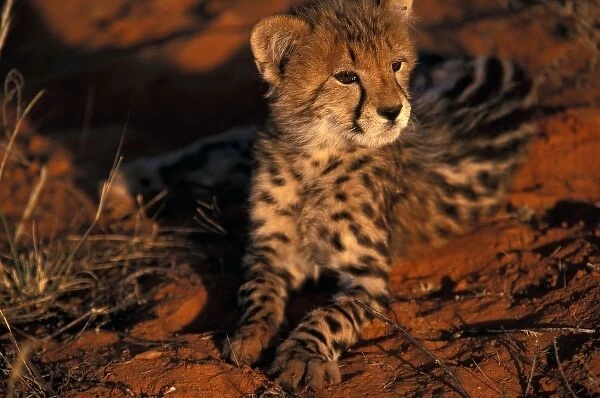 Africa, South Africa, Kalahari Desert. King Cheetah (Acinonyx jubatus)