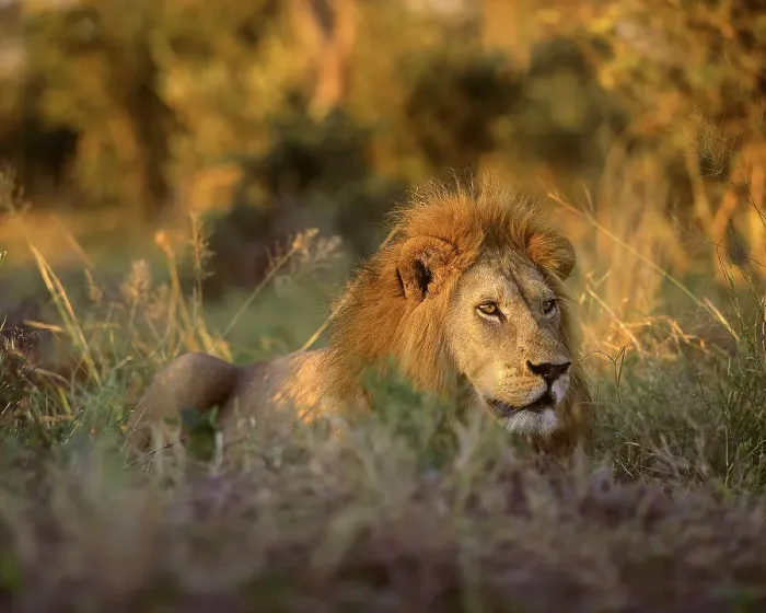 Framed Print : Africa, South Africa, Kruger National Park. Male lion rests in grass at sunset